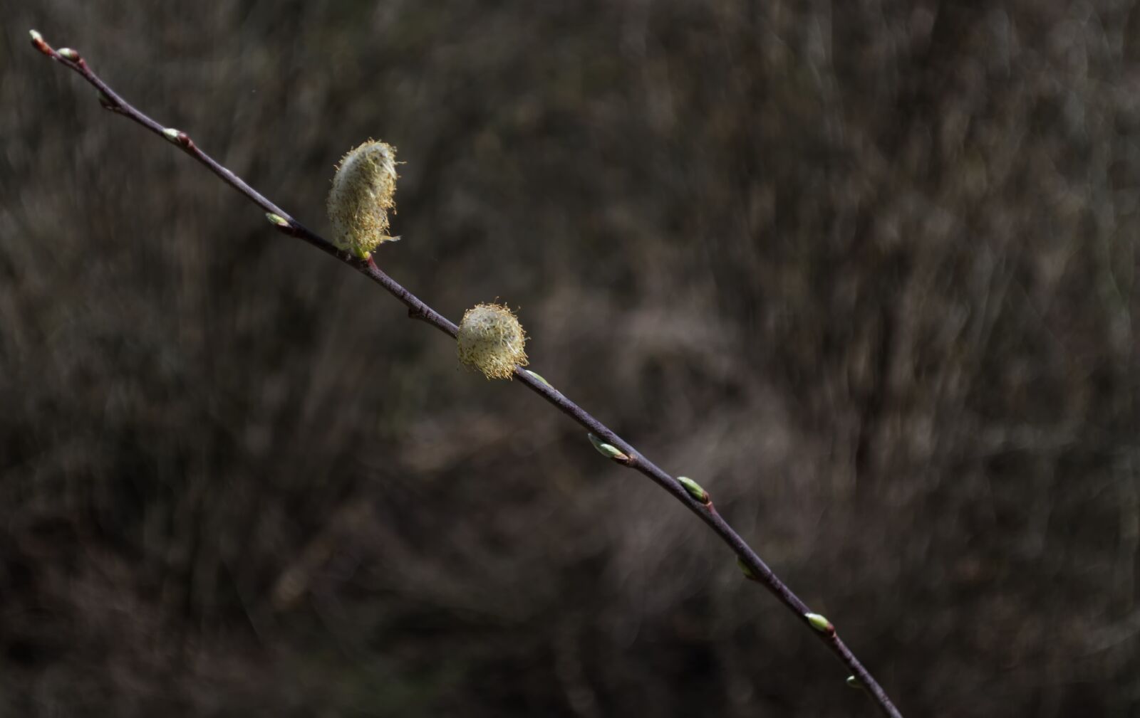 Nikon D5500 sample photo. Willow catkins, tree, nature photography