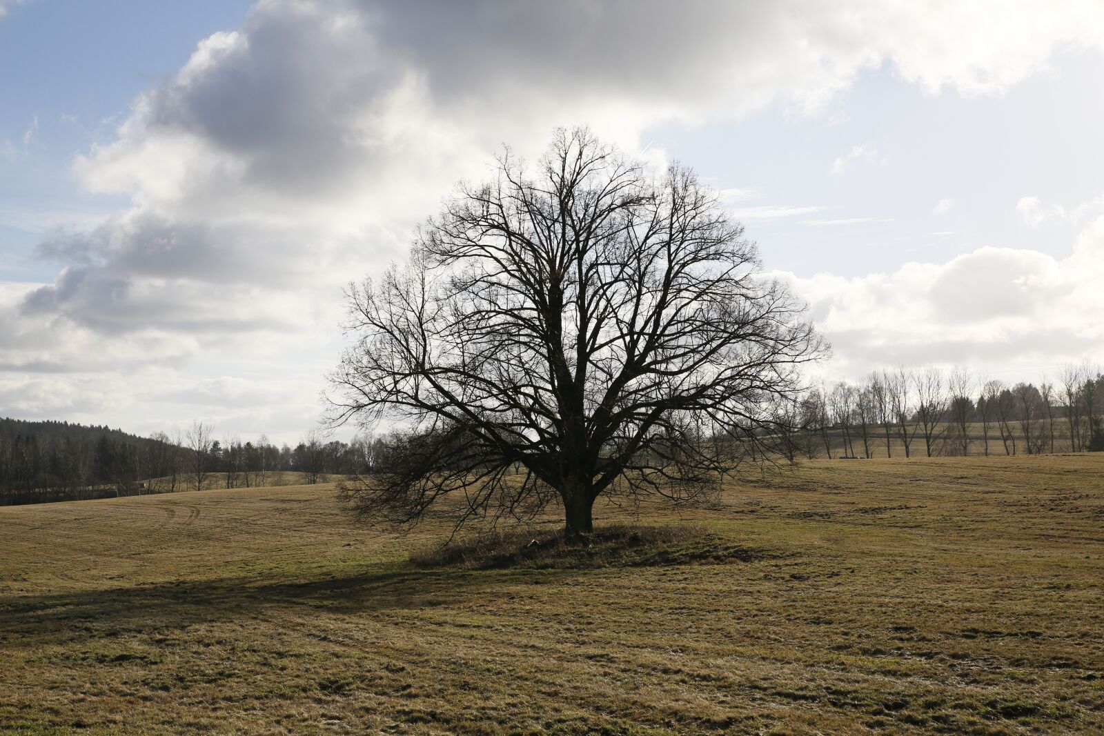 Canon EOS 5D Mark III sample photo. Winter, tree, nature photography