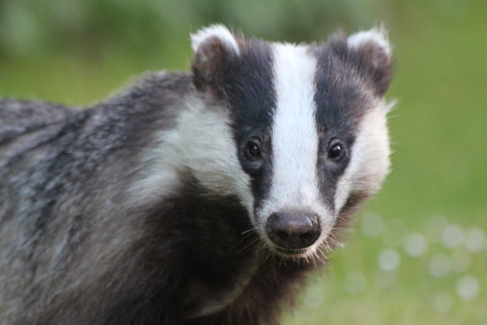 Canon EOS 550D (EOS Rebel T2i / EOS Kiss X4) sample photo. Badger, closeup, garden photography