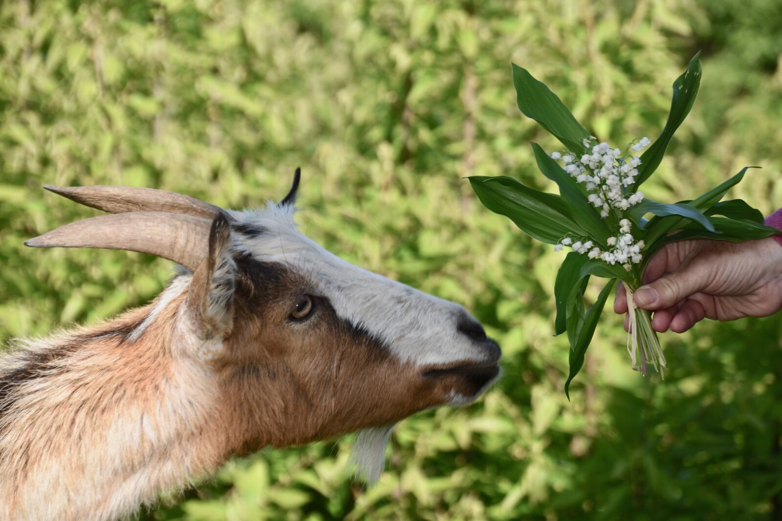 Nikon D5600 sample photo. Goat, goat bouquet of photography