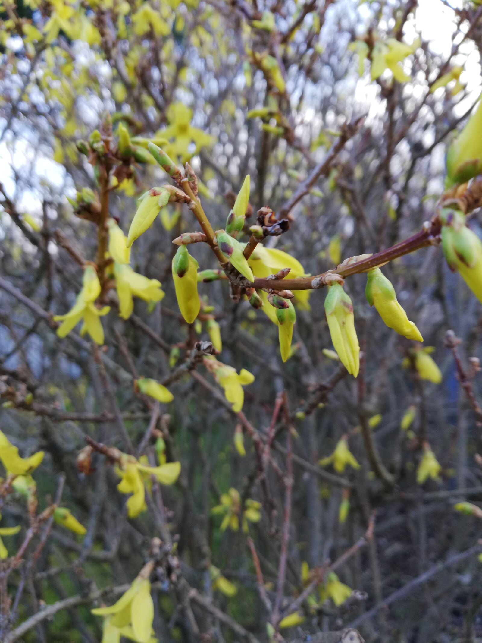 HUAWEI Mate 10 Lite sample photo. Spring, plant, nature photography