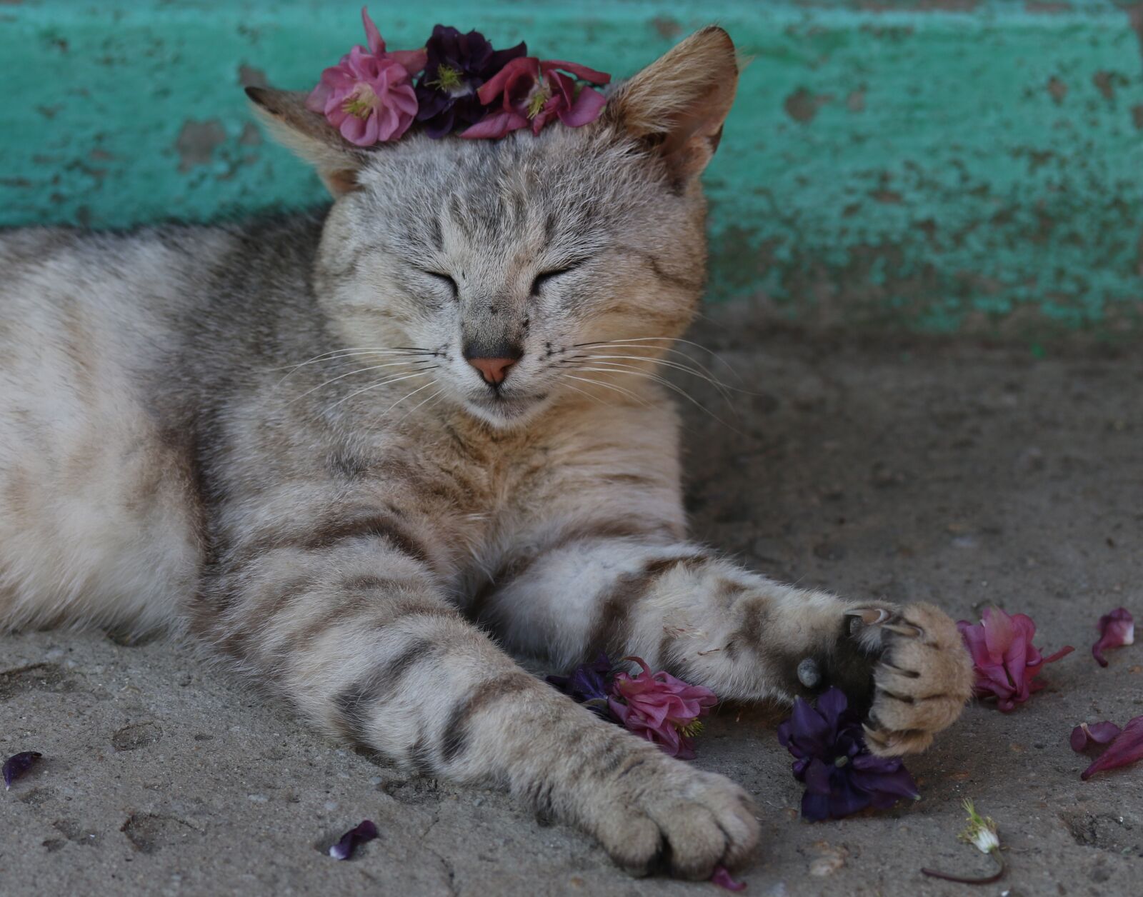 Canon EF-S 60mm F2.8 Macro USM sample photo. Cat, flower, wreath photography