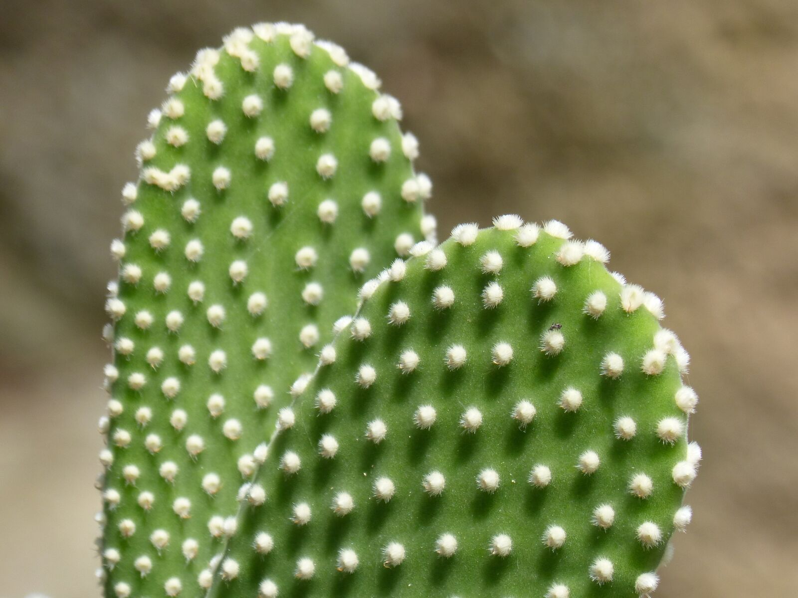 Panasonic DMC-FZ62 sample photo. Cactus, skewers, thorns photography