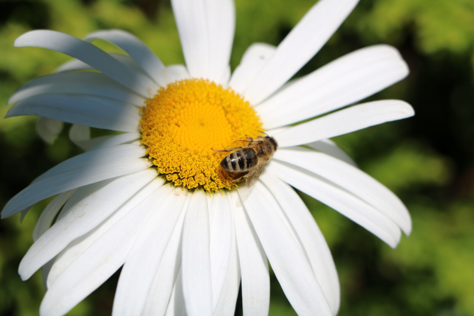 Canon EOS 760D (EOS Rebel T6s / EOS 8000D) sample photo. Bee, marguerite, flower photography