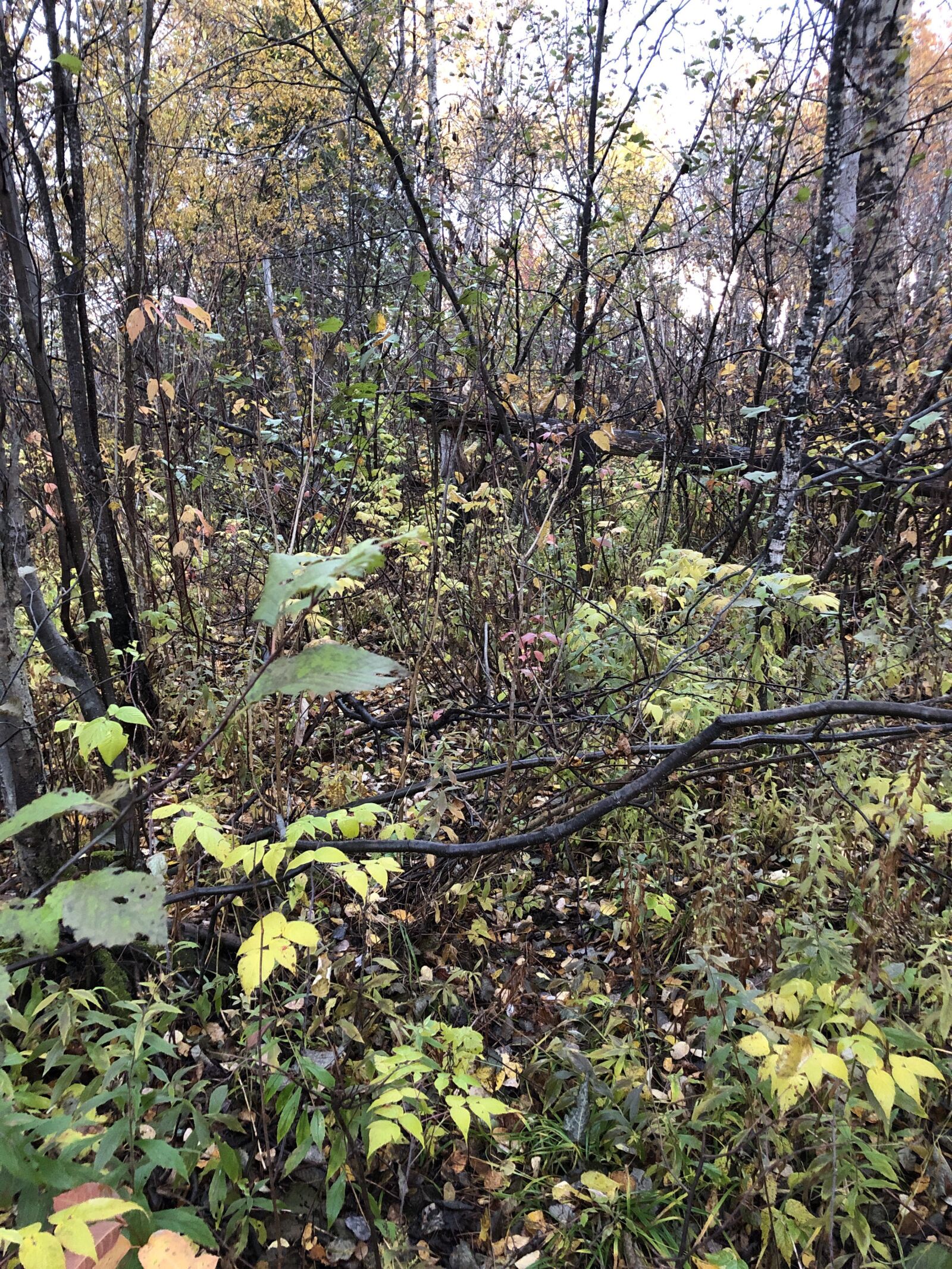 iPhone 8 back camera 3.99mm f/1.8 sample photo. Forest, wild, trees photography