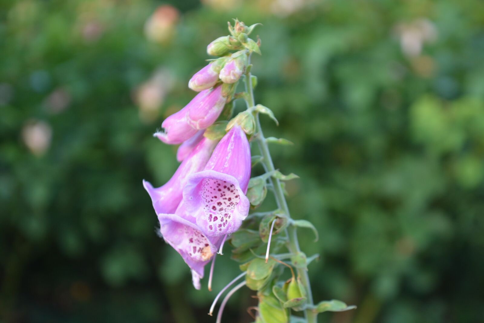 Nikon D7100 sample photo. Nature, flower, thimble photography
