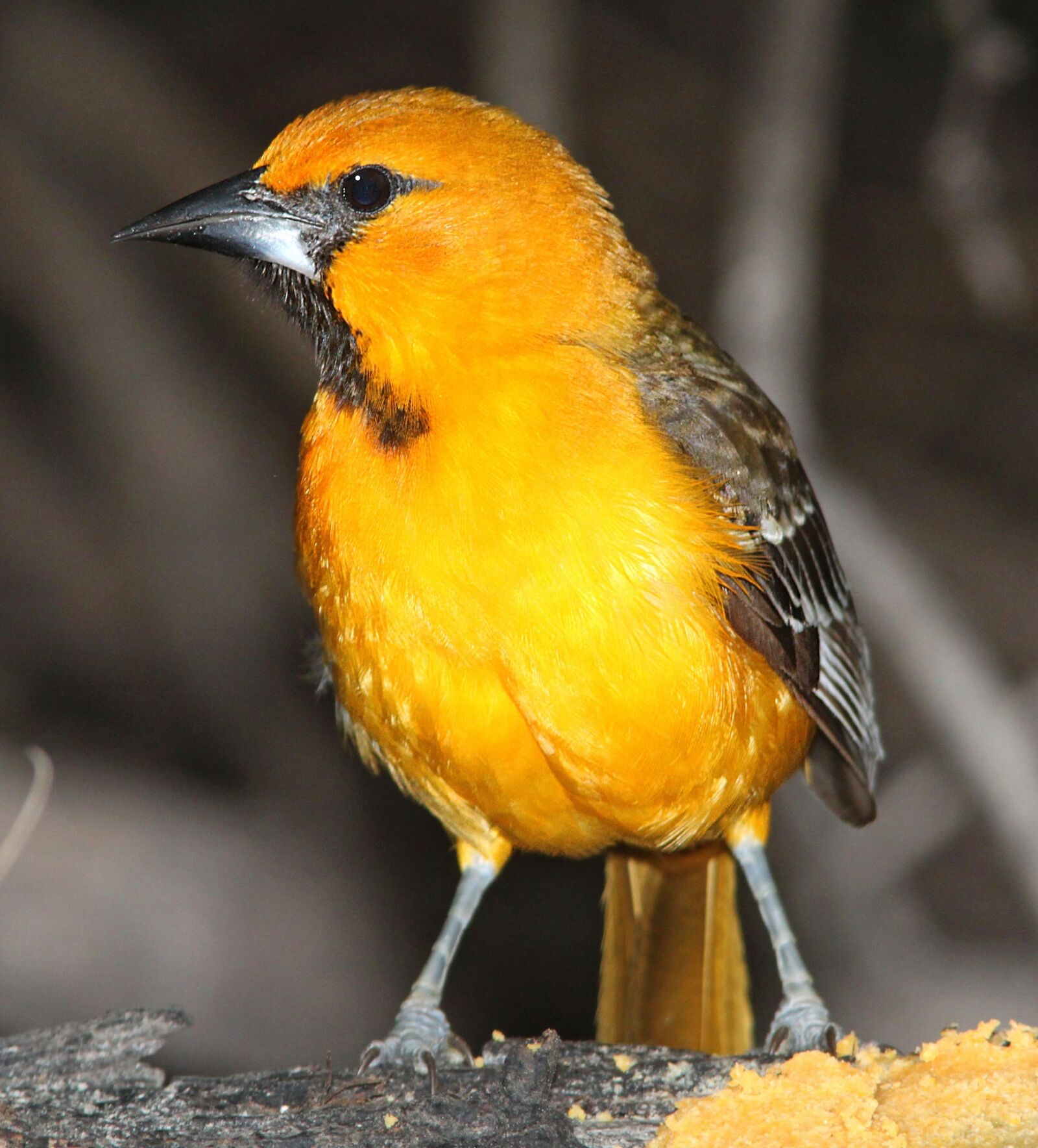 Canon EOS 500D (EOS Rebel T1i / EOS Kiss X3) sample photo. Hooded oriole, bird, perched photography