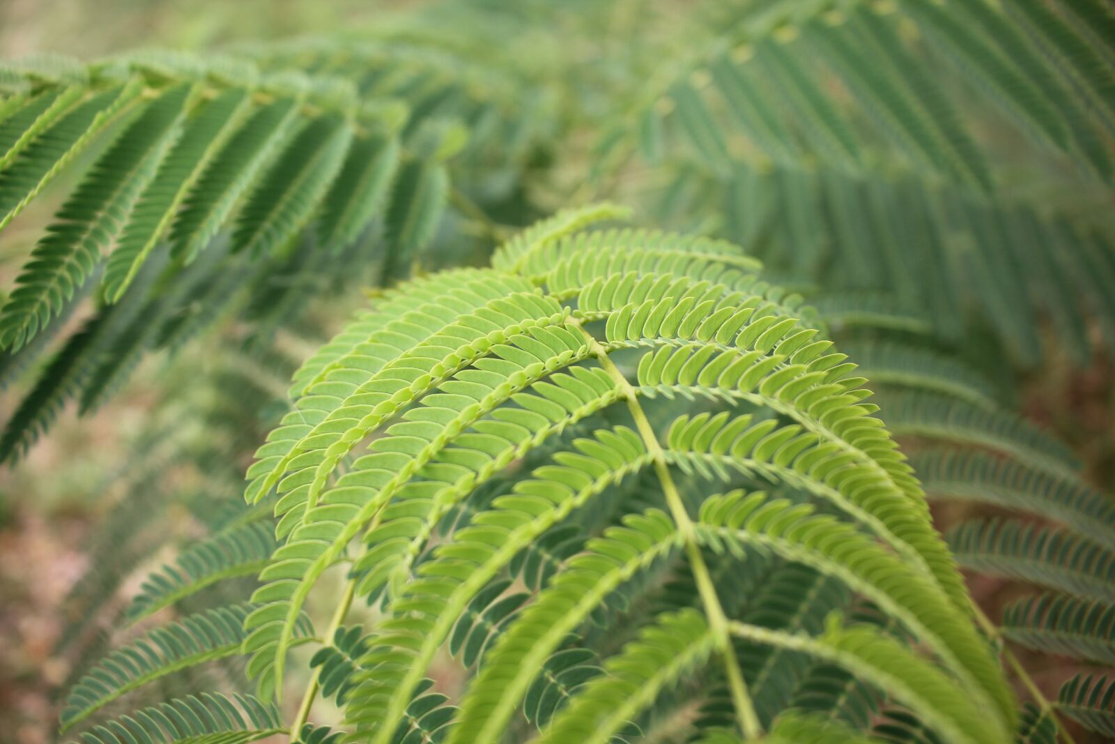 Canon EOS 550D (EOS Rebel T2i / EOS Kiss X4) sample photo. Leaf, plants, nature photography
