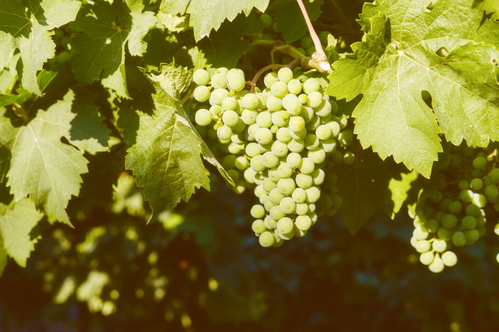 Fujifilm X-T2 sample photo. Grapes, fruit, vines photography