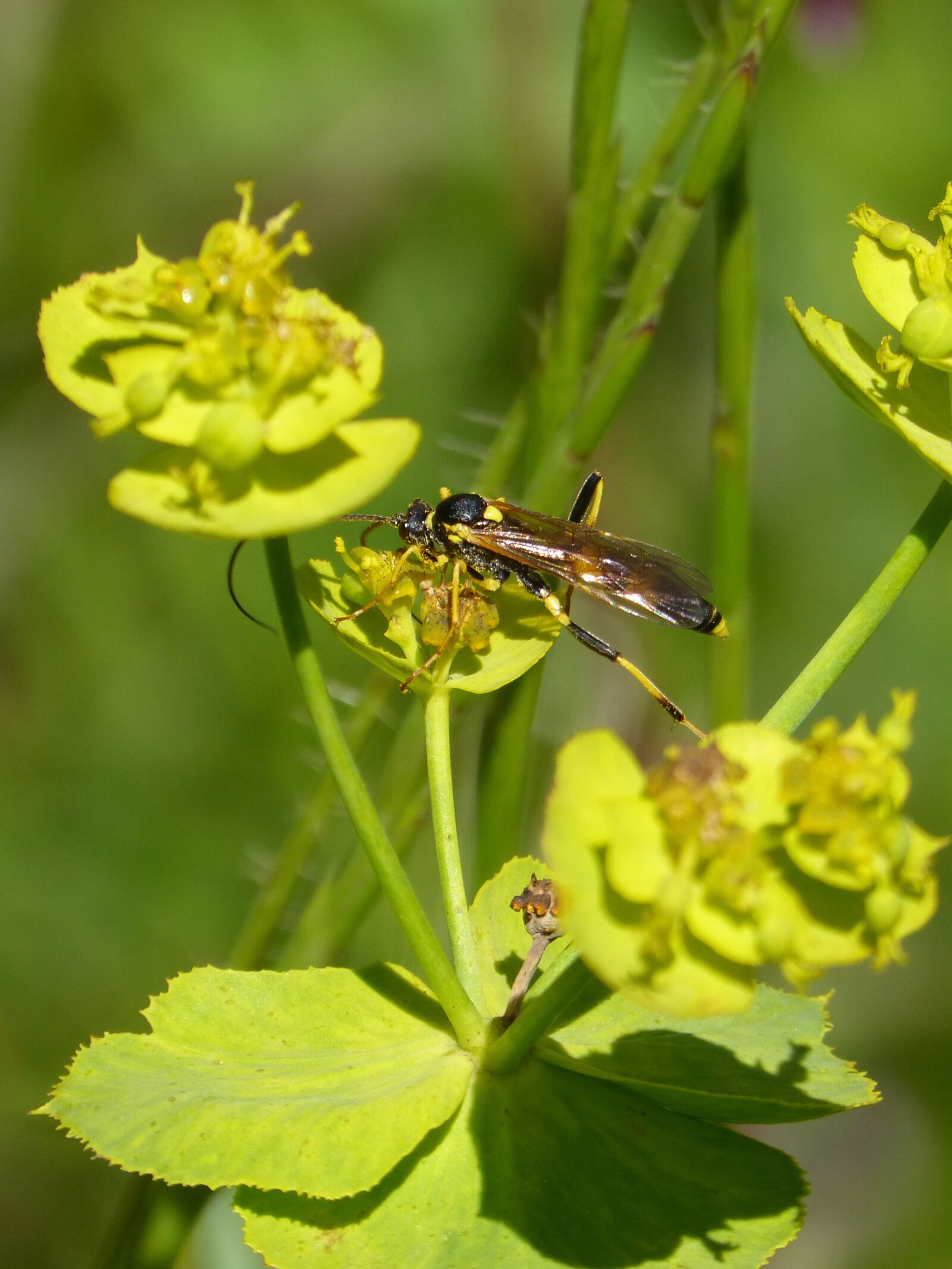 Panasonic DMC-FZ62 sample photo. Wasp, flower, rare photography