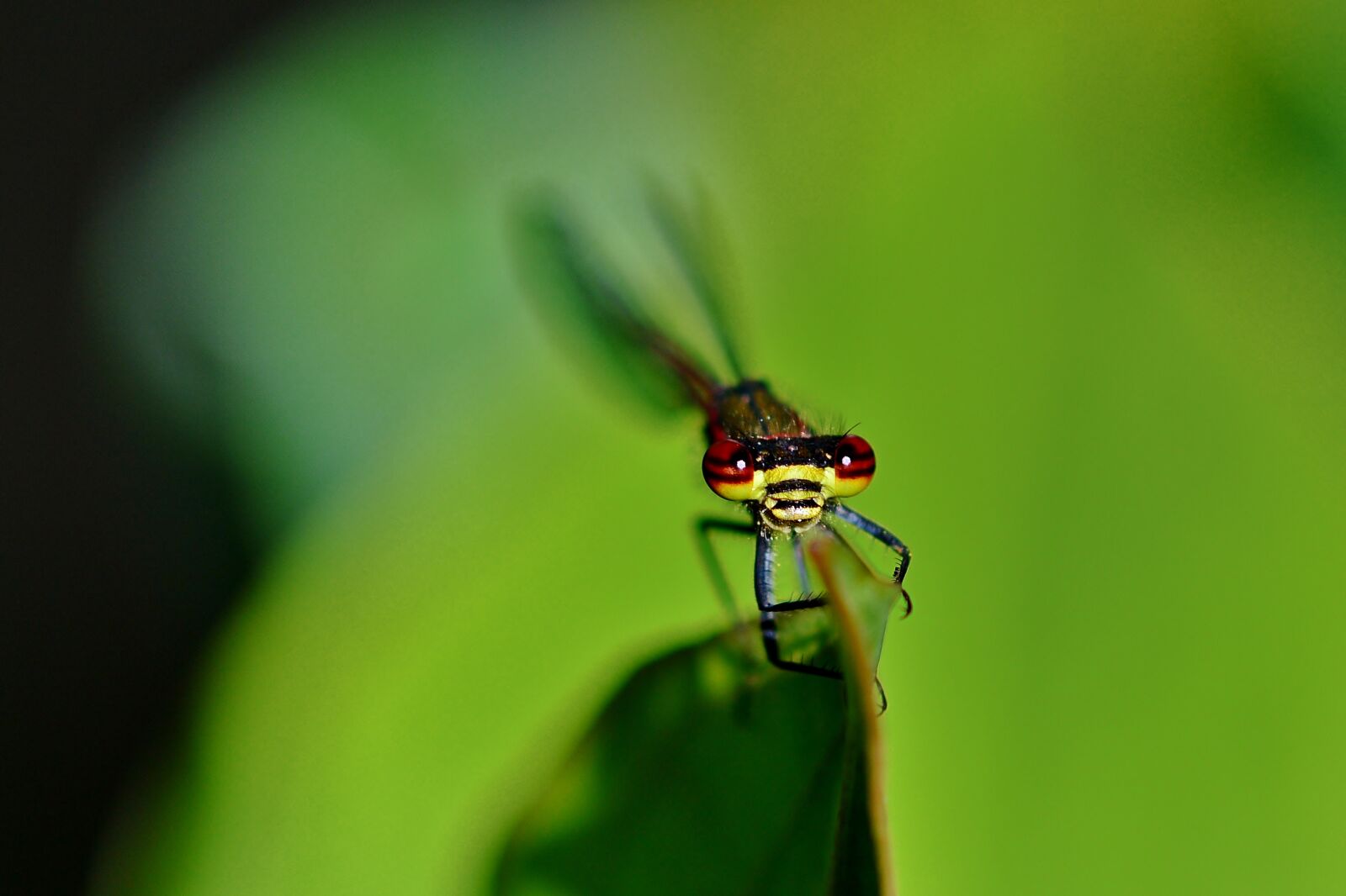 Nikon D5200 sample photo. Dragonfly, macro, nature photography