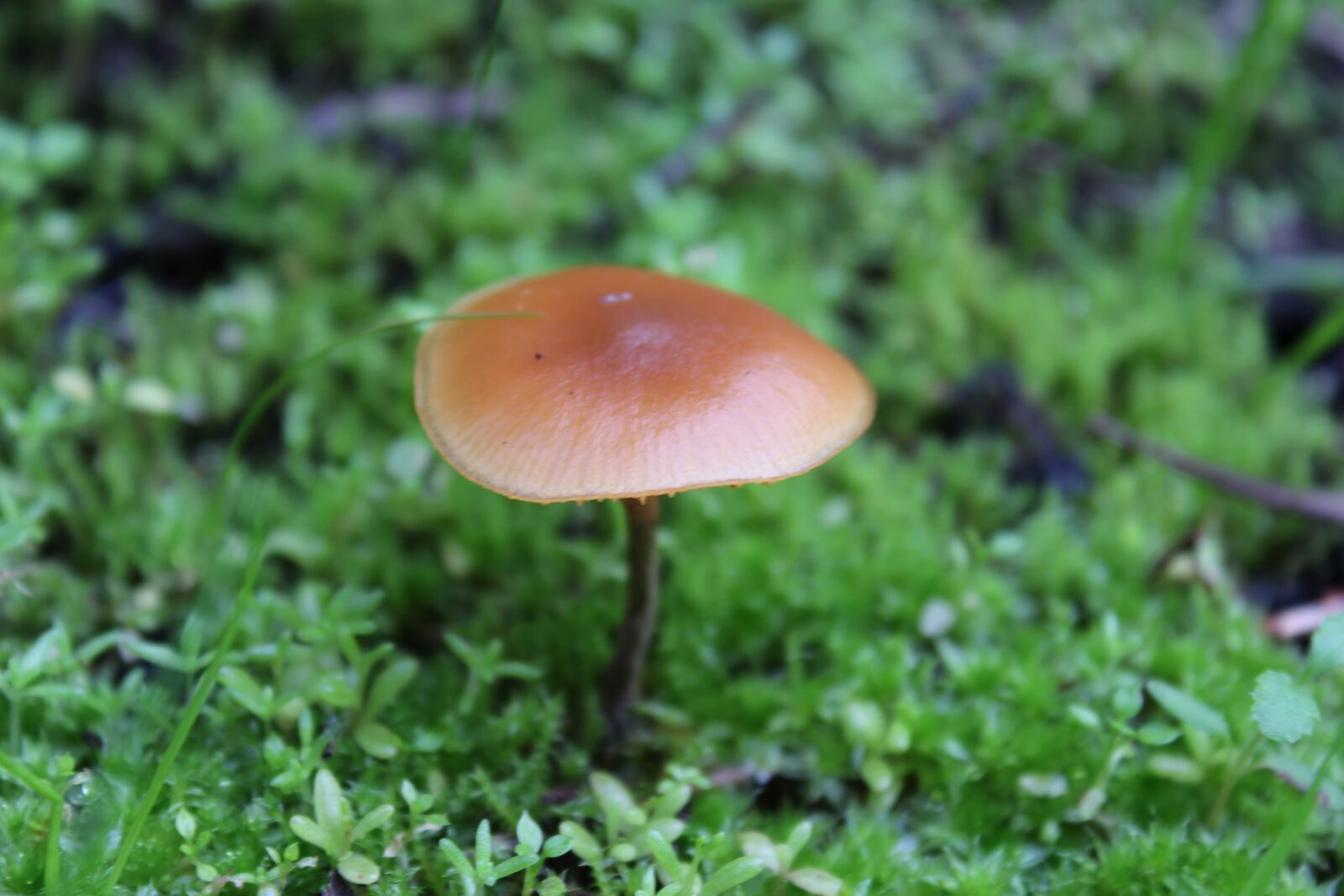 Canon EOS 650D (EOS Rebel T4i / EOS Kiss X6i) sample photo. Toadstool, mushroom, nature photography