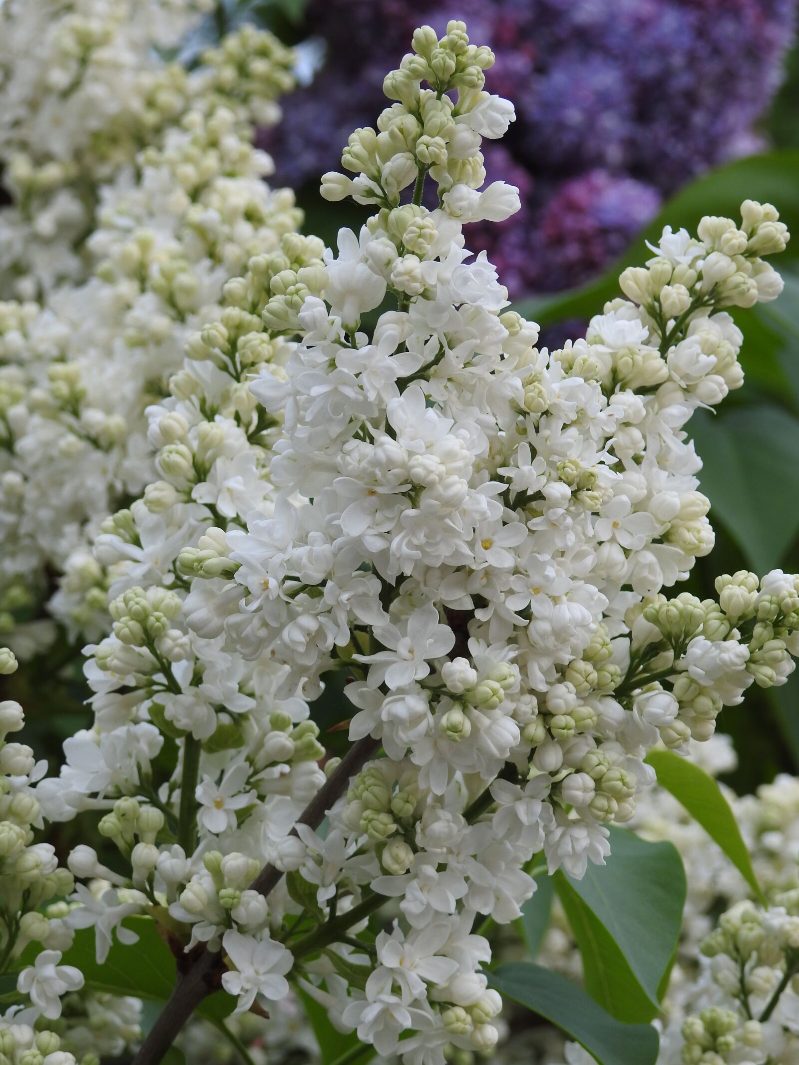 Nikon Coolpix P900 sample photo. Flower, plant, nature photography