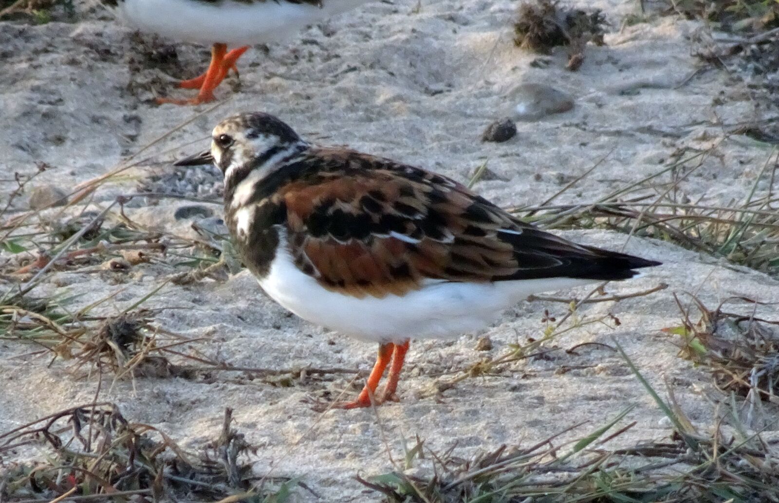 Sony Cyber-shot DSC-HX90V sample photo. Ruddy turnstone, arenaria interpres photography