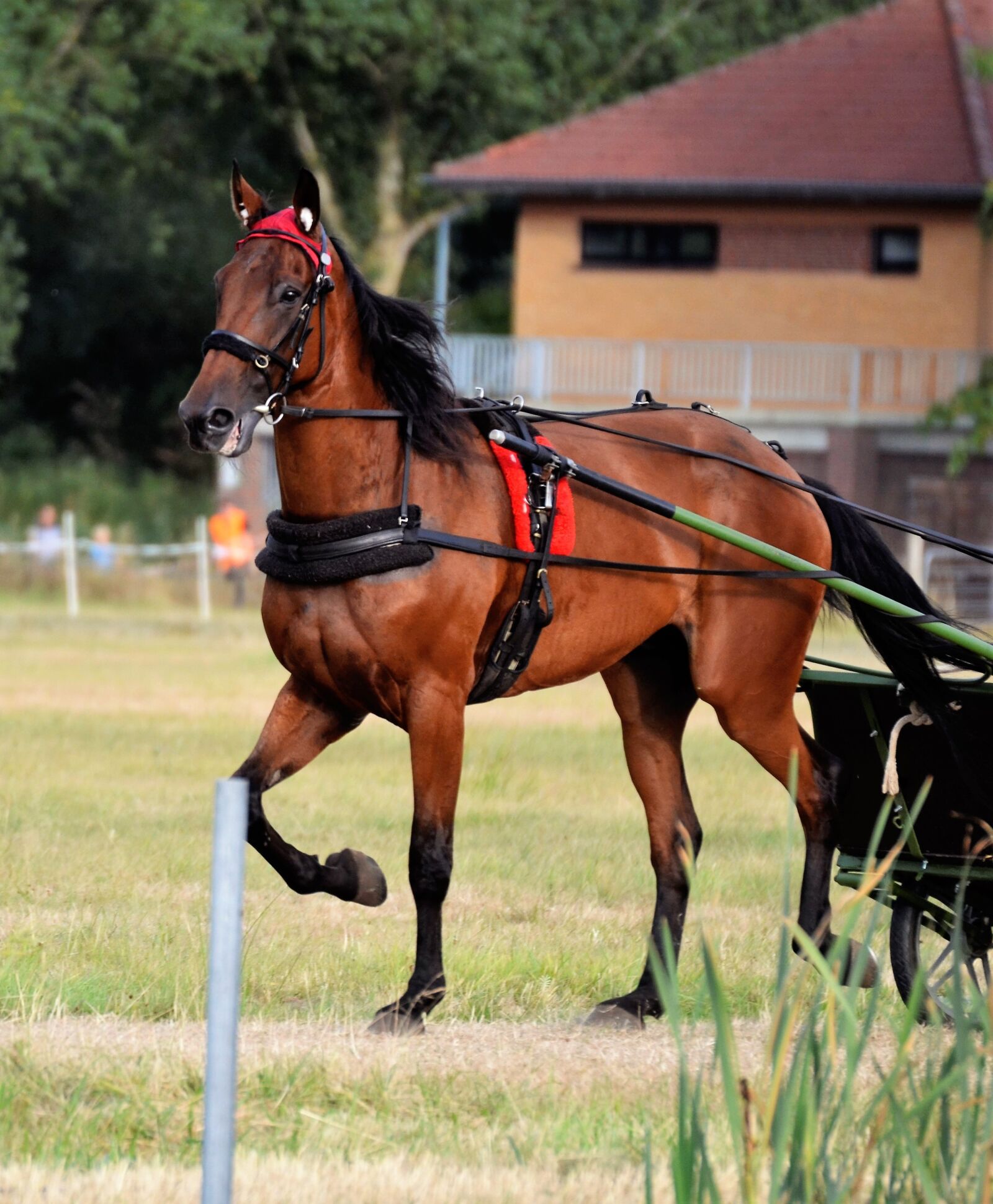 Nikon D5100 sample photo. Traber, racing, sulky photography