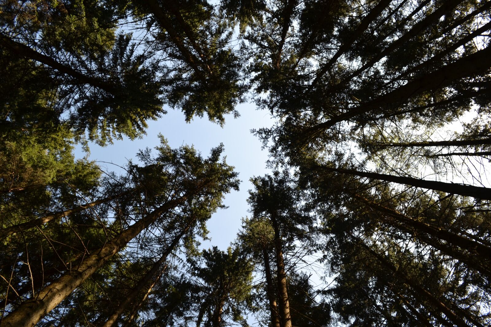 Nikon D3100 sample photo. Trees, forest, sky photography