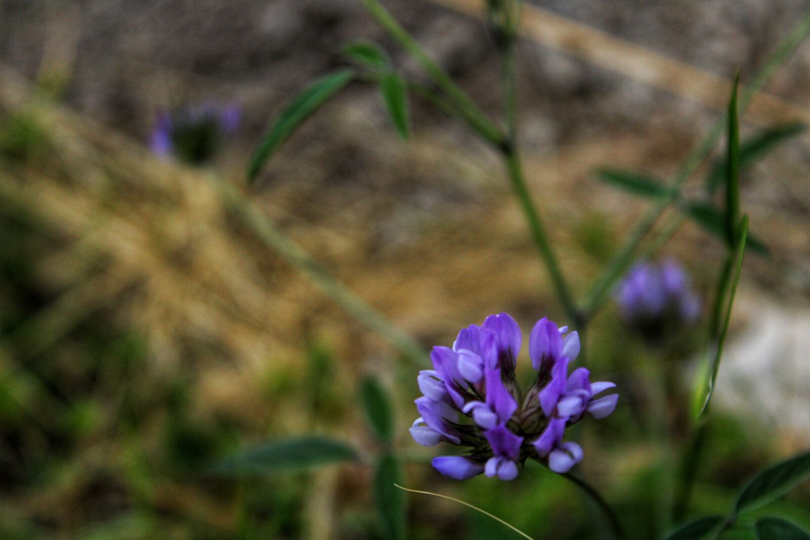 Canon EOS 2000D (EOS Rebel T7 / EOS Kiss X90 / EOS 1500D) sample photo. Flower, nature, violet photography