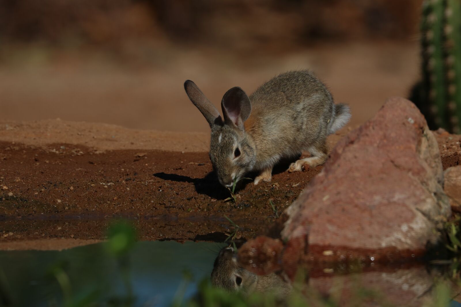 Canon EOS 750D (EOS Rebel T6i / EOS Kiss X8i) + Canon EF 100-400mm F4.5-5.6L IS II USM sample photo. Rabbit, wild, pond photography