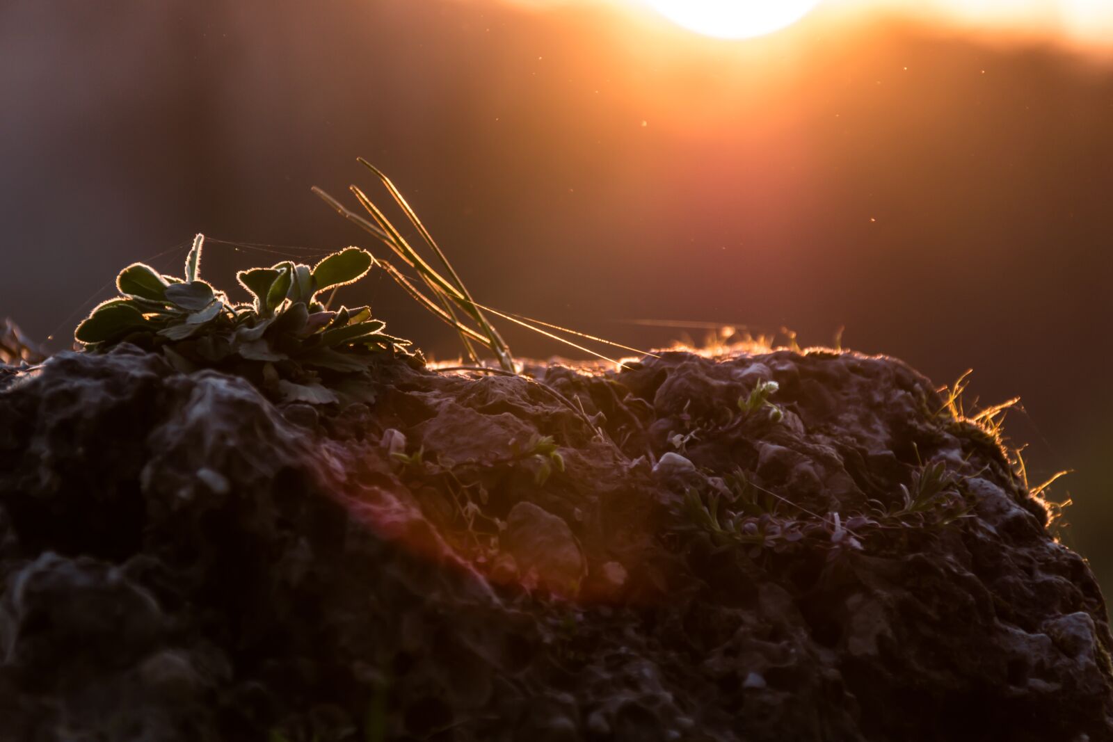 Nikon D5500 sample photo. Sun, sunset, landscape photography