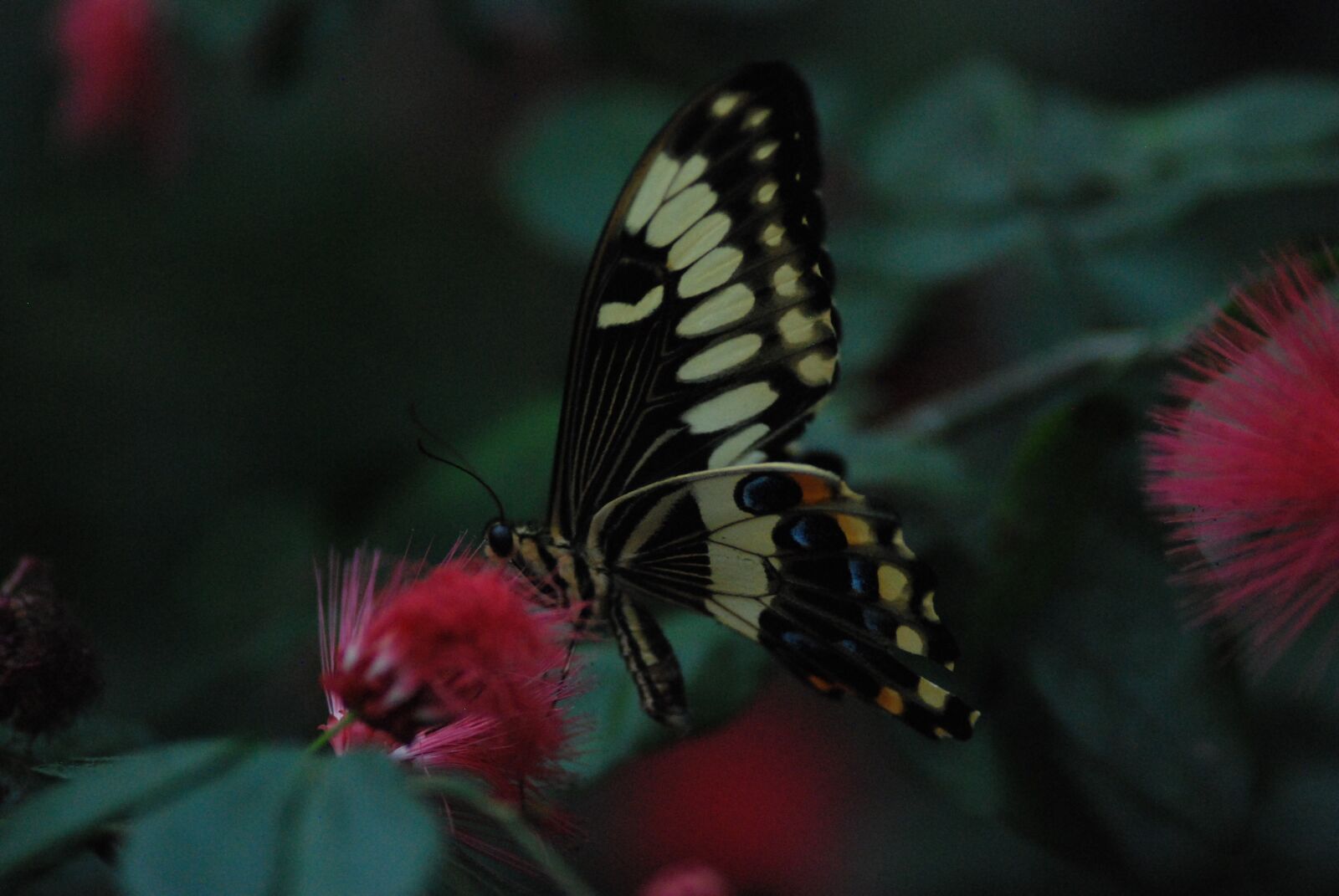 Nikon D80 sample photo. Butterfly, feeding, insect photography
