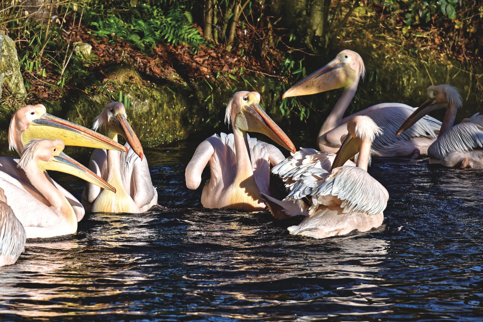 Nikon D7200 sample photo. Pelikan, bird, bill photography