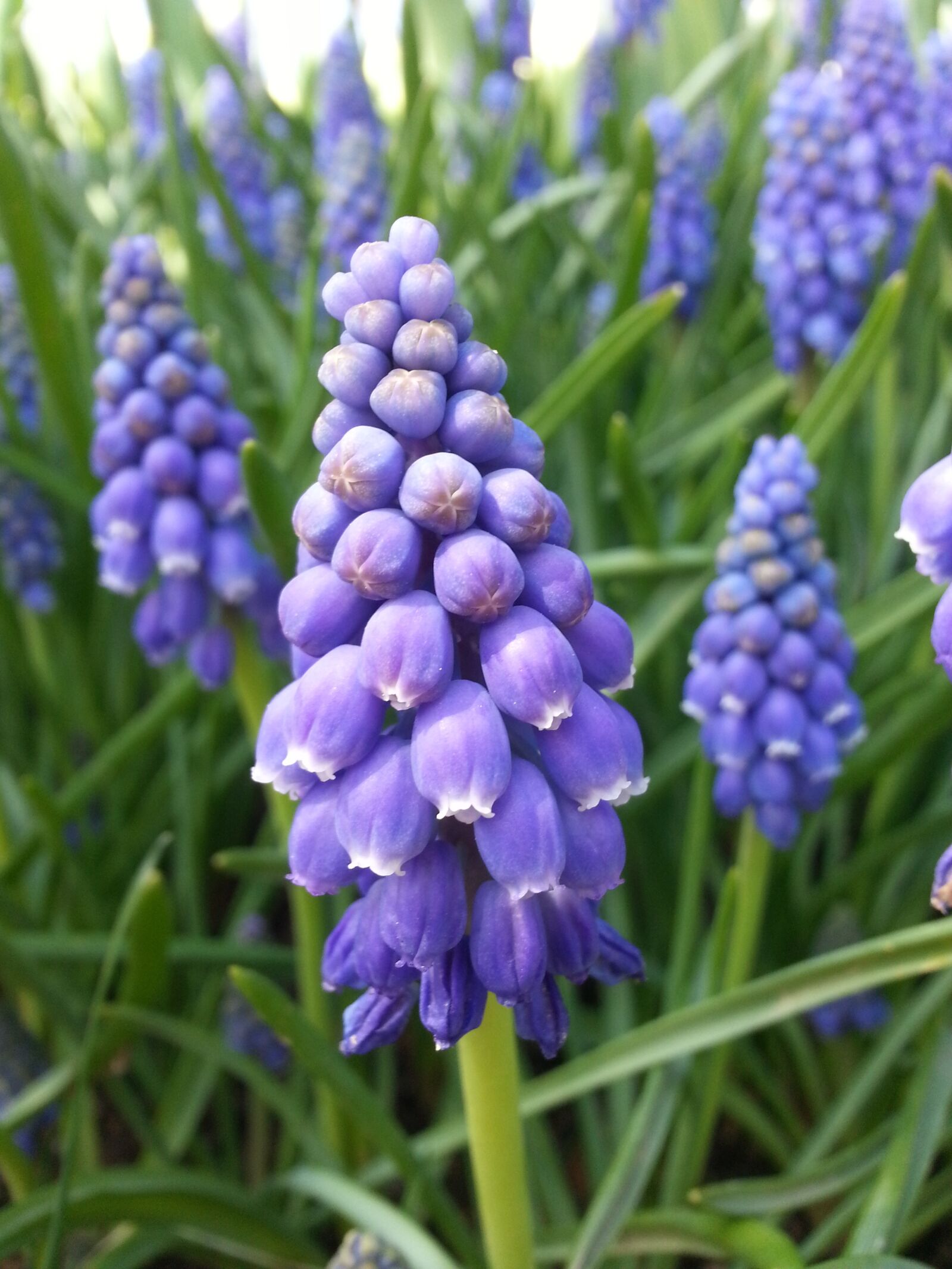 Samsung Galaxy S3 sample photo. Muscari, blue hyacinth flowers photography