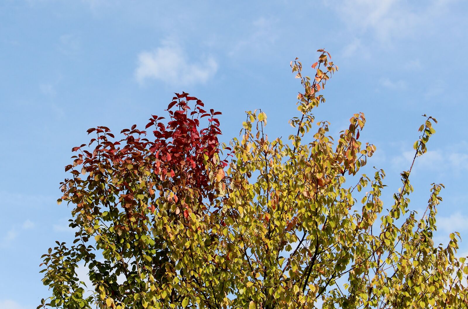 Canon EOS 700D (EOS Rebel T5i / EOS Kiss X7i) sample photo. Autumn, autumn beginning, tree photography