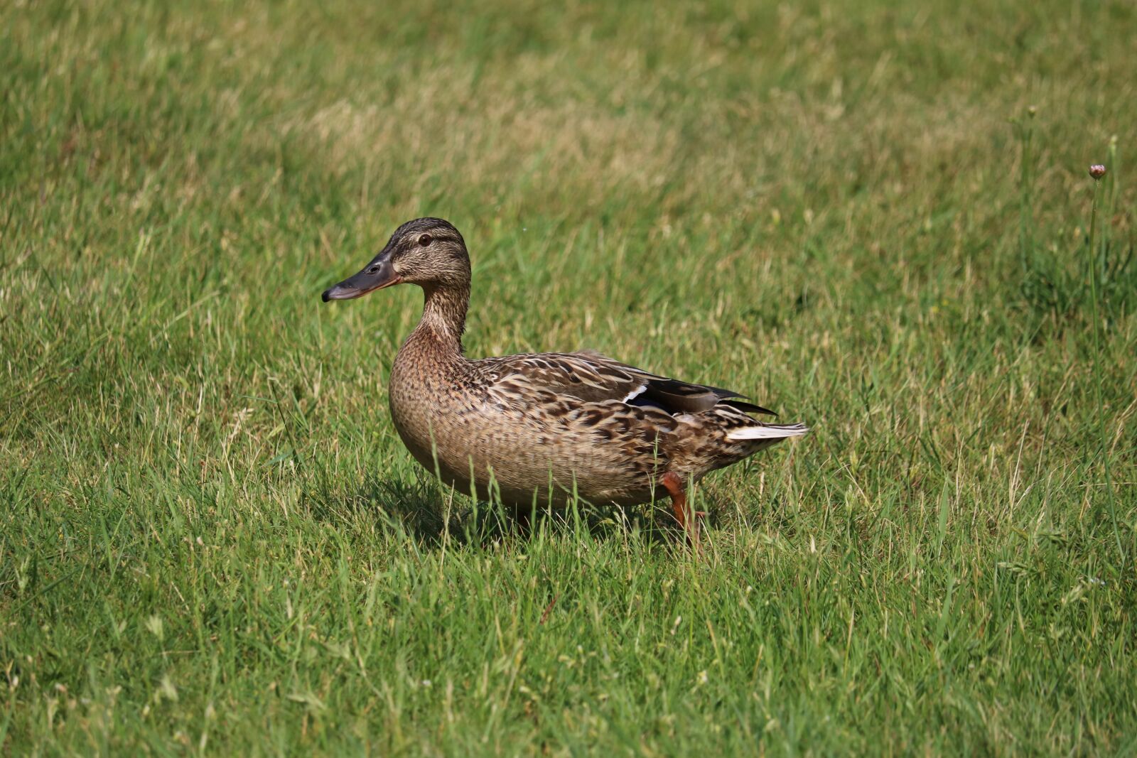Canon EOS 750D (EOS Rebel T6i / EOS Kiss X8i) sample photo. Duck, meadow, bird photography