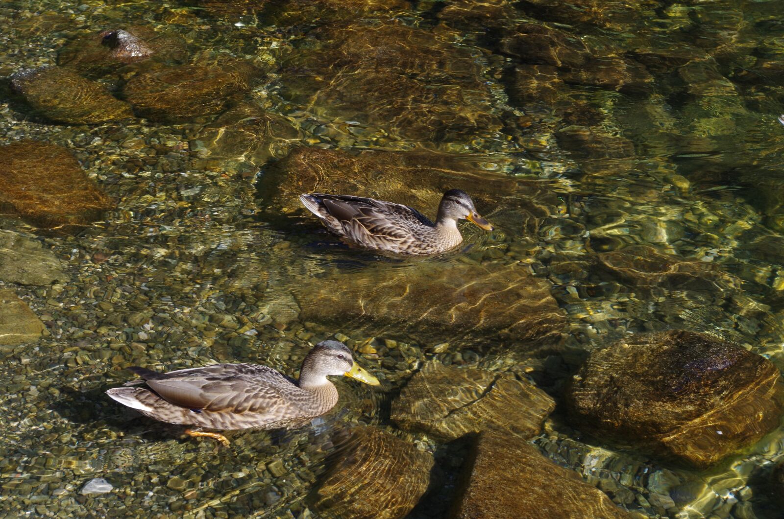 Pentax K-500 sample photo. Wild, ducks, water photography