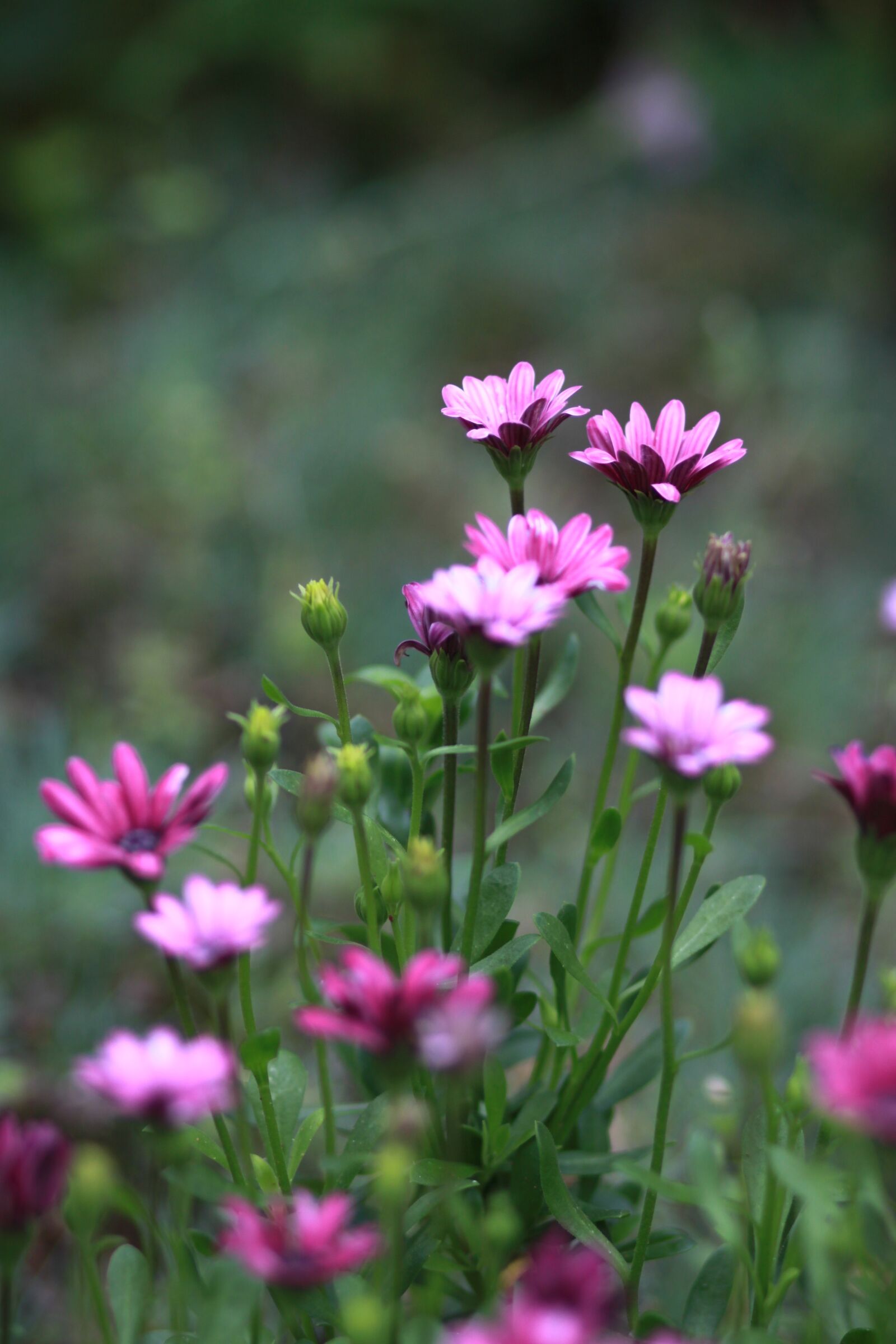 Canon EOS 500D (EOS Rebel T1i / EOS Kiss X3) sample photo. Flowers, nature, plants photography