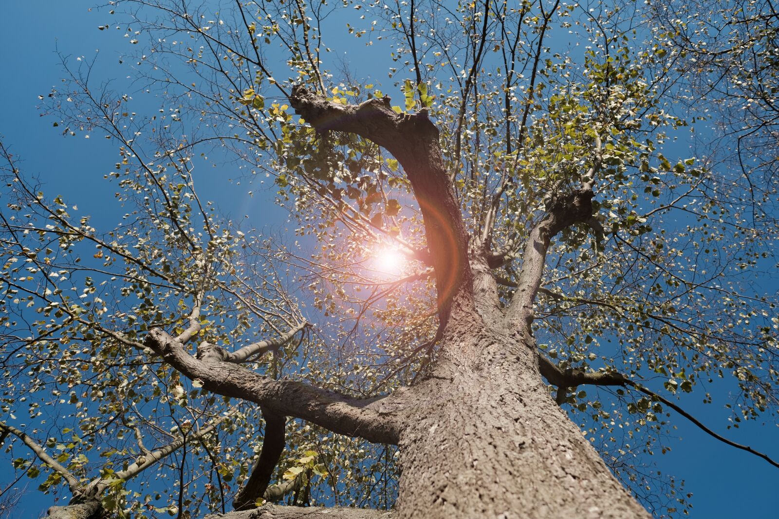 Fujifilm X-T3 + Fujifilm XF 16mm F1.4 R WR sample photo. Tree, autumn, lighting photography