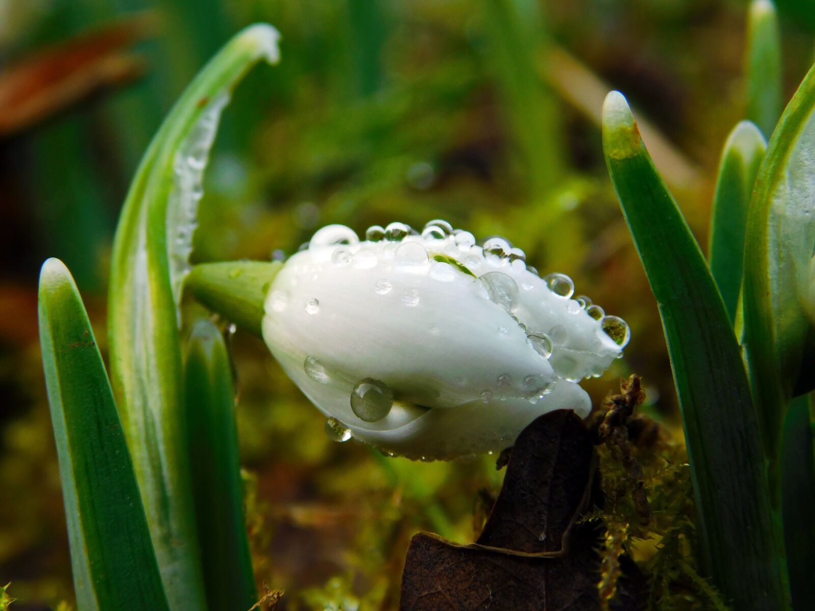 Nikon Coolpix B500 sample photo. Snowdrop, spring, beautiful photography