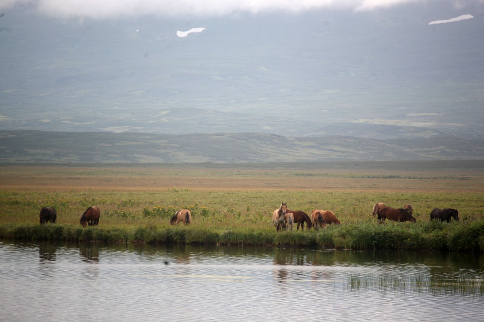 Canon EOS 5D sample photo. Horse, horses, the herd photography