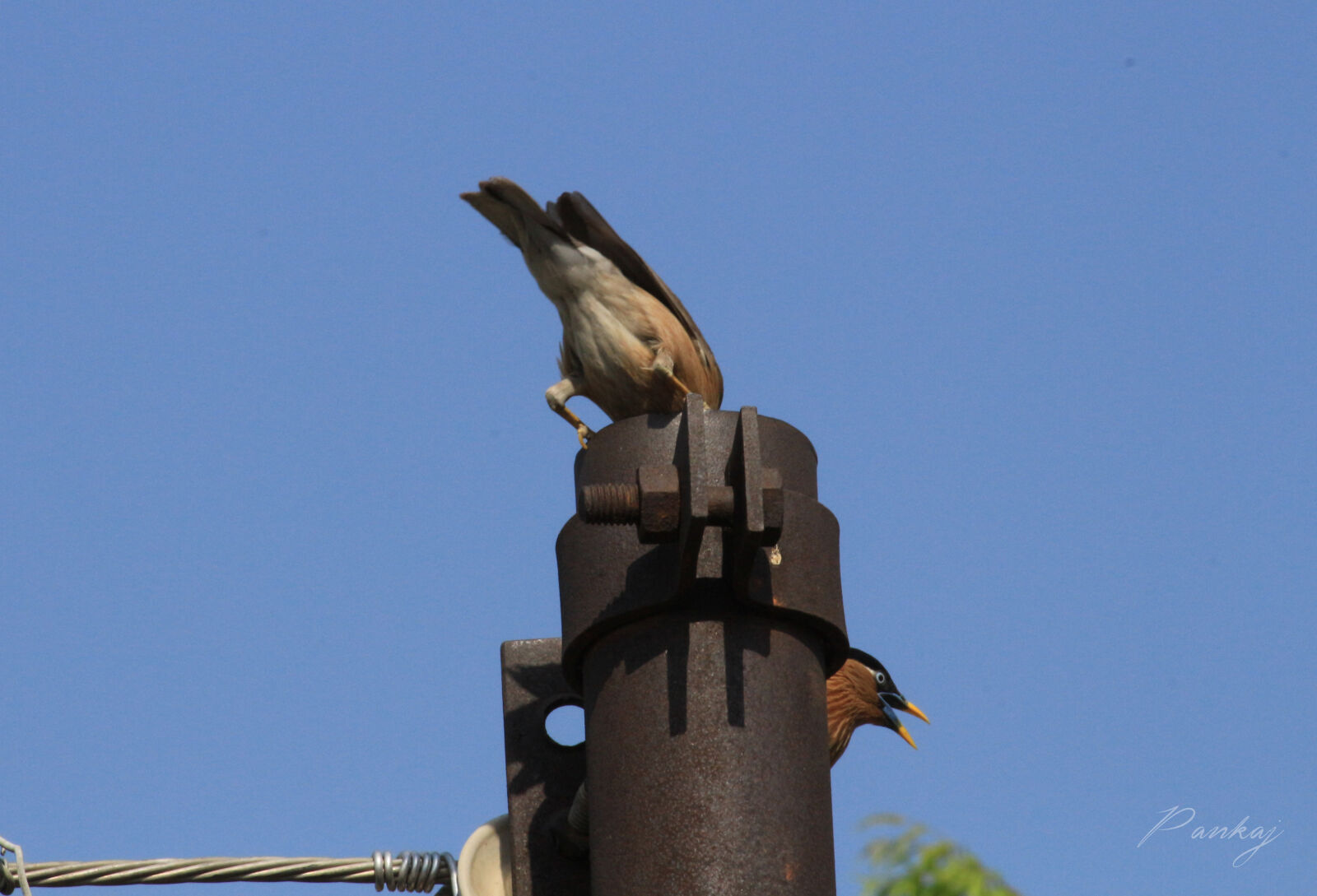 Canon EOS 700D (EOS Rebel T5i / EOS Kiss X7i) sample photo. Bird, nature photography