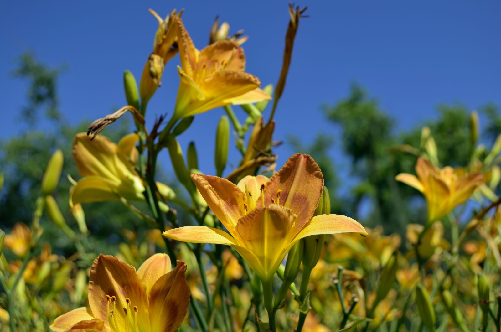 Nikon D5100 sample photo. Flowers, lily, yellow photography
