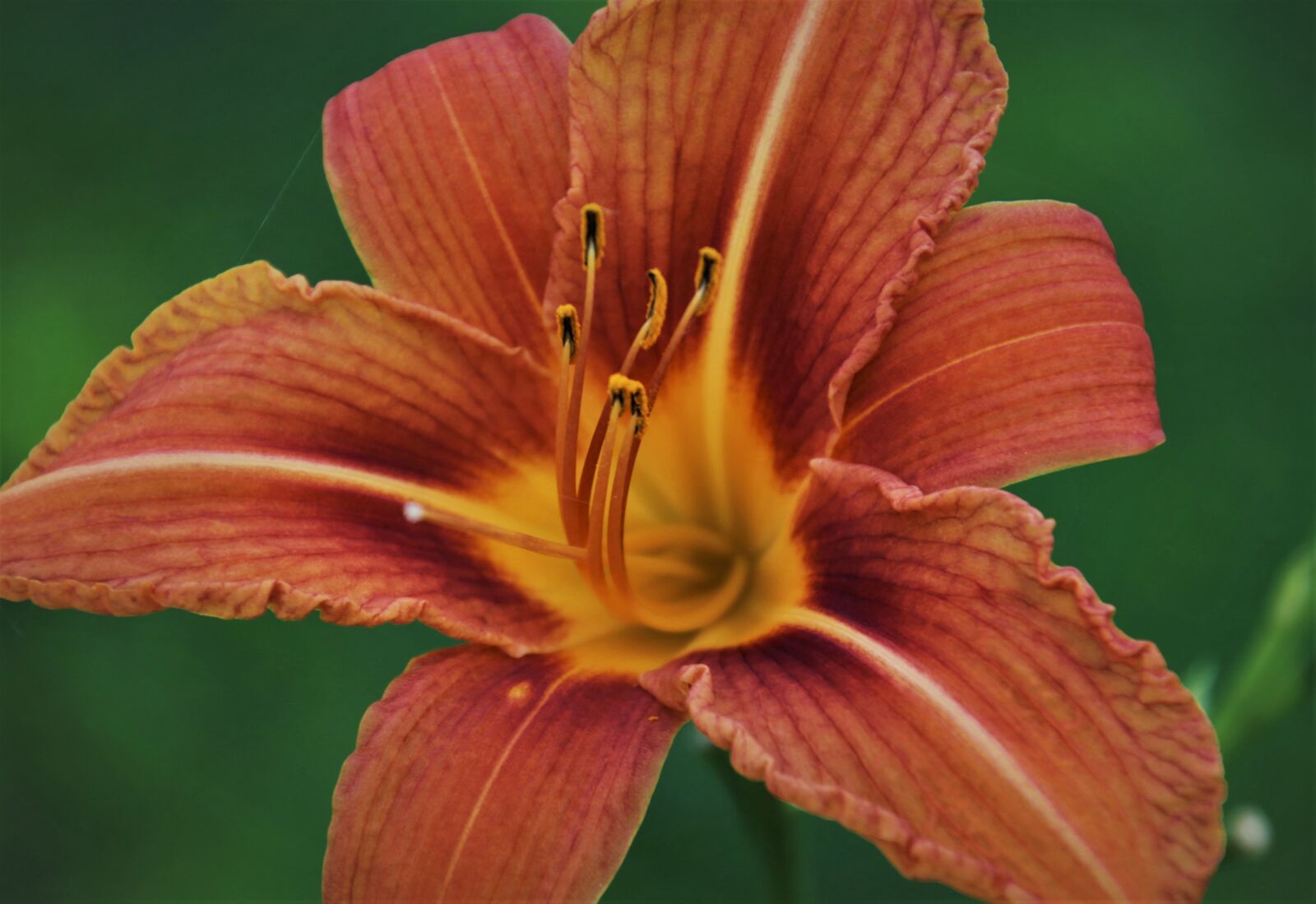 Canon EOS 80D sample photo. Summer, lily, orange photography