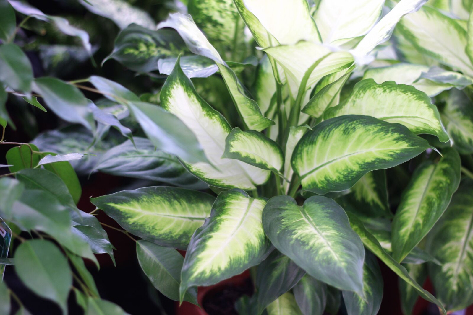 Canon EOS 600D (Rebel EOS T3i / EOS Kiss X5) + Canon EF 50mm F1.8 II sample photo. Green, plant, fern photography