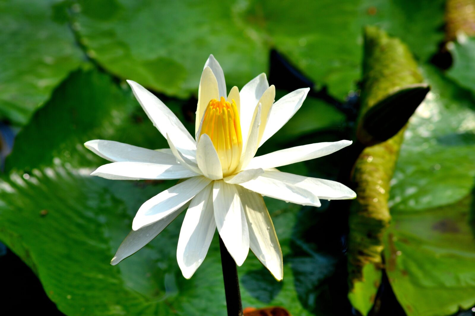 Nikon D3200 sample photo. Flower, pretty, nature photography