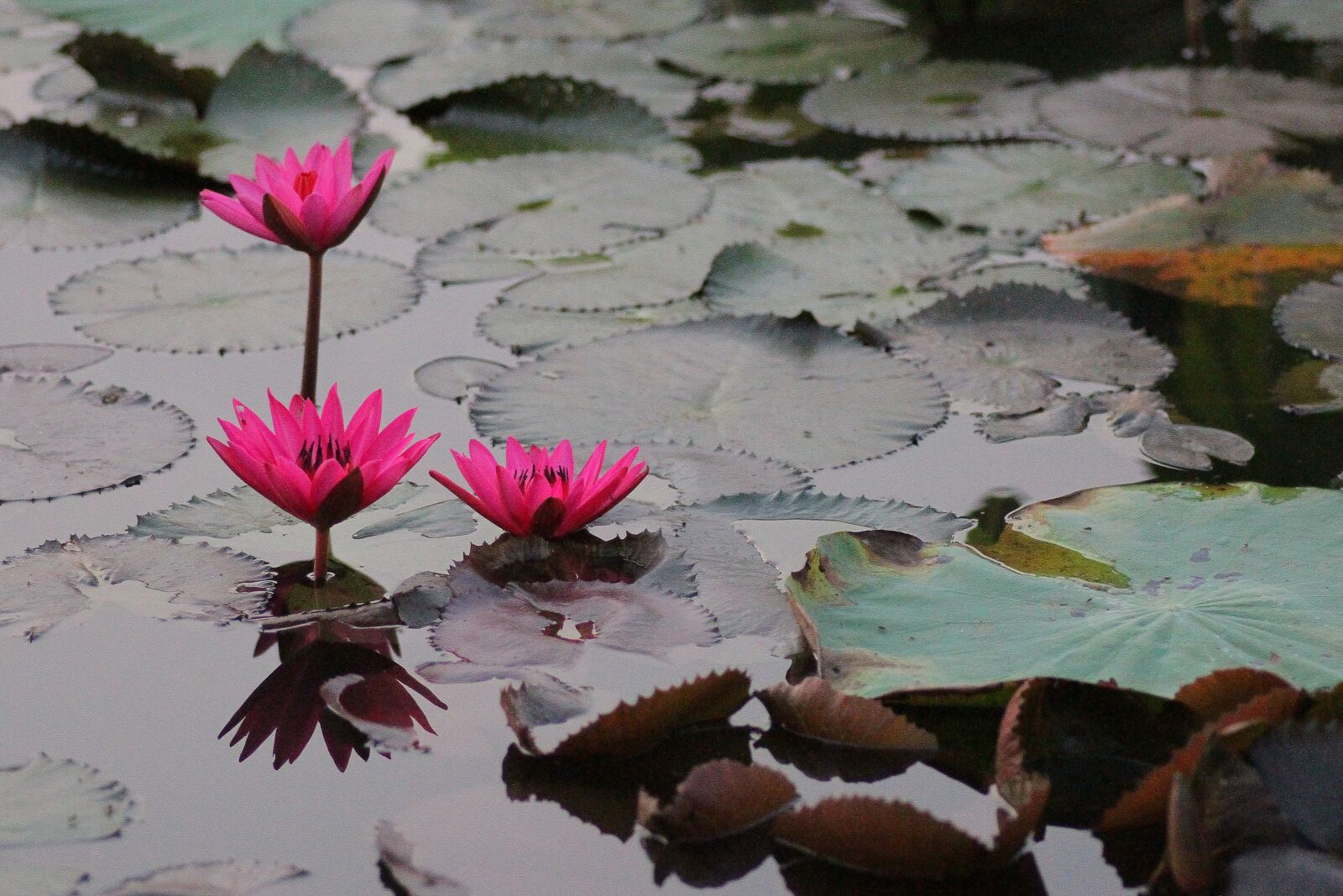 Canon EOS 7D sample photo. Lotus, water lily, lotus photography