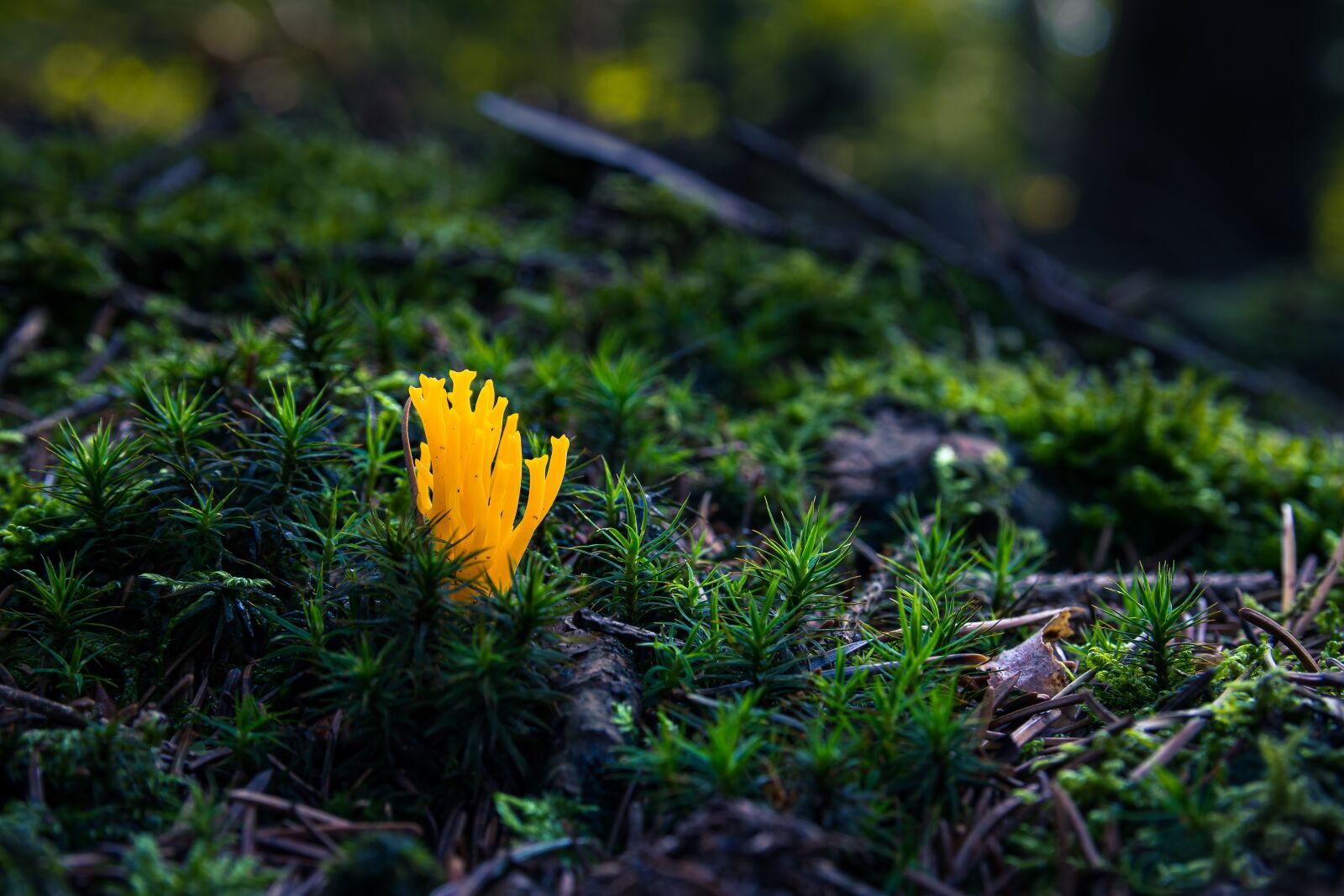 Nikon D5300 sample photo. Mushroom, calocera viscosa, autumn photography
