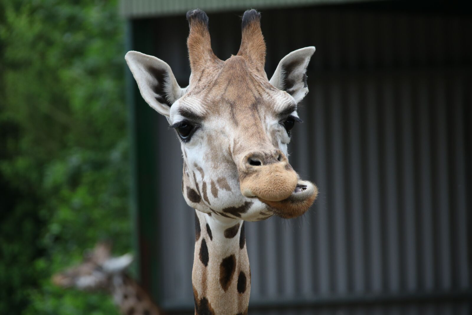 Canon EOS 760D (EOS Rebel T6s / EOS 8000D) sample photo. Giraffe, chewing, wildlife photography