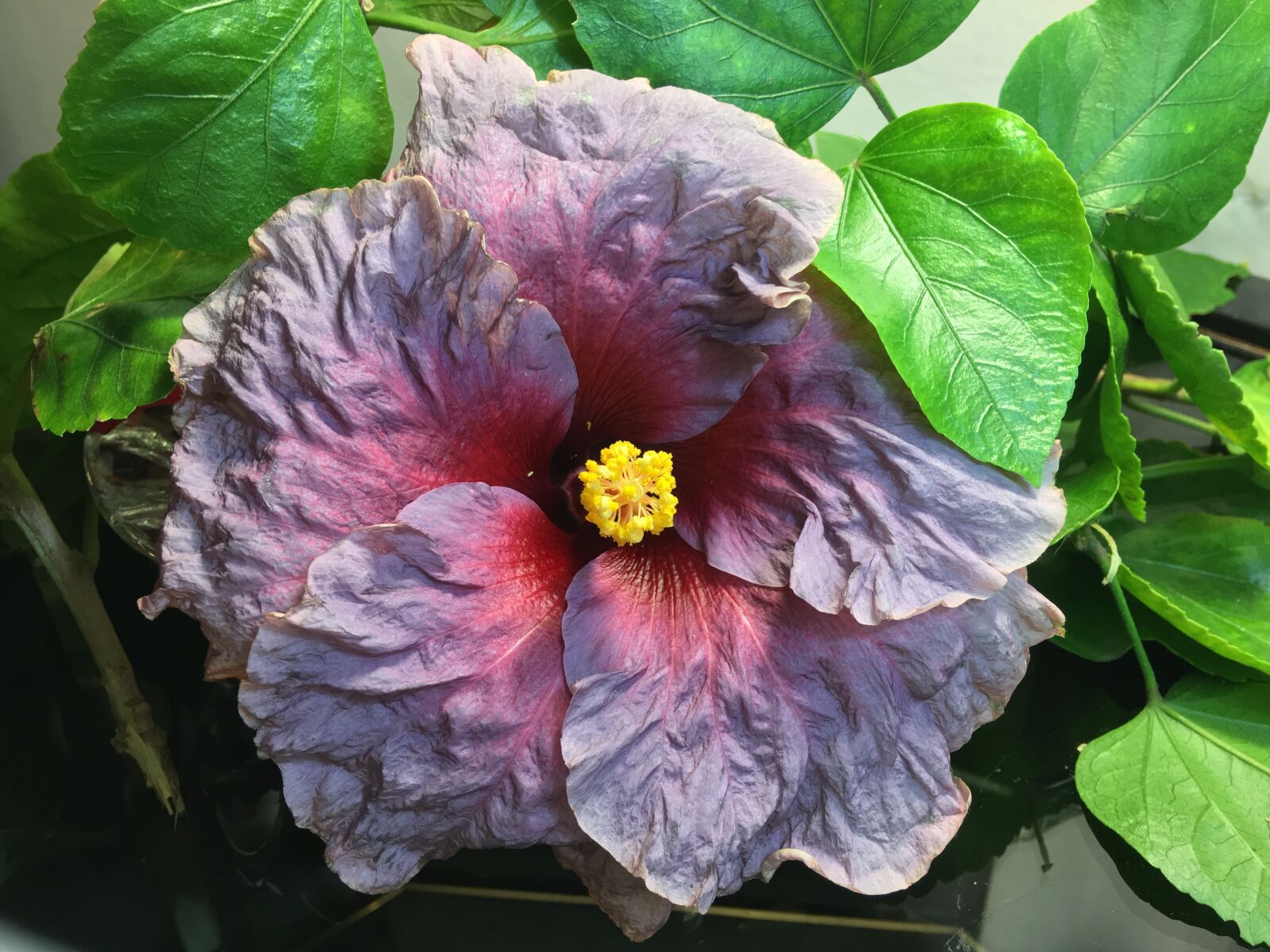 iPhone 6s Plus back camera 4.15mm f/2.2 sample photo. Hibiscus purple, petals gray photography