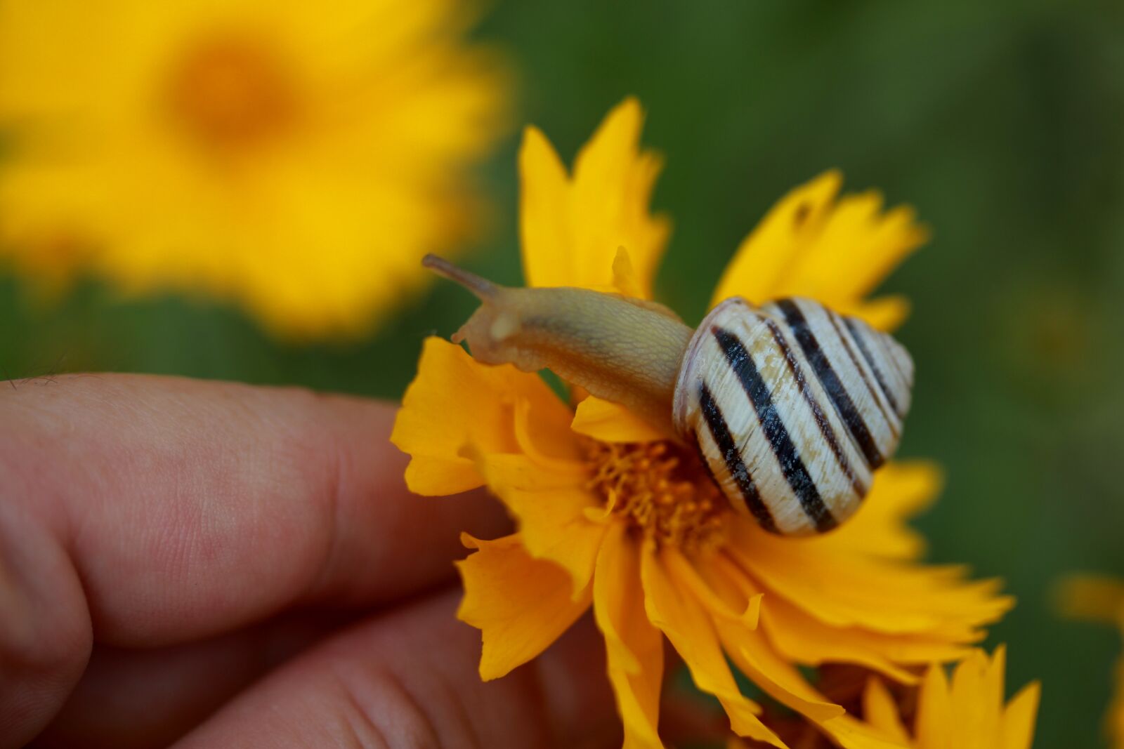 Canon EF-S 60mm F2.8 Macro USM sample photo. Snail, shell, flower photography