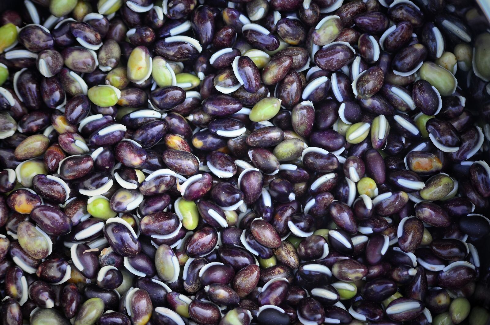 Nikon D5100 sample photo. Maize, food, seeds photography
