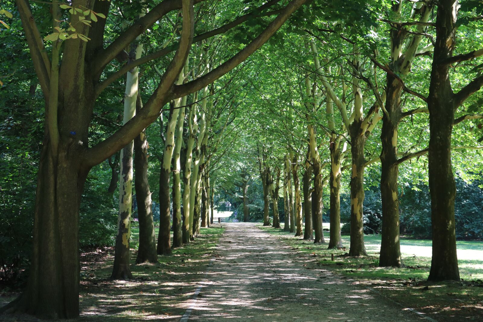 Canon EOS M3 sample photo. Berlin, trees, forrest photography