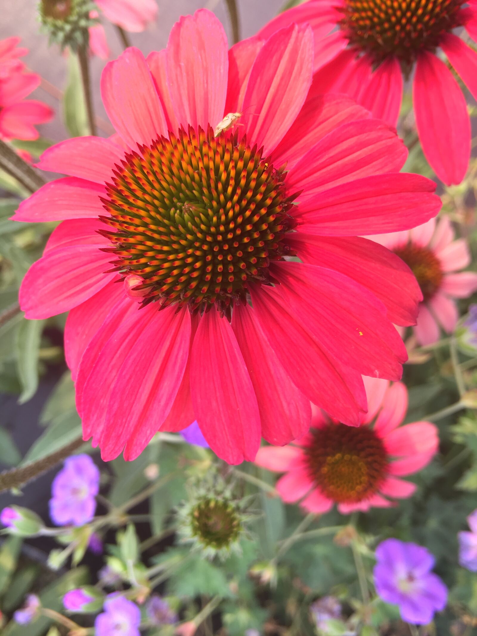 Apple iPhone 6s Plus sample photo. Flower, garden, flowers photography