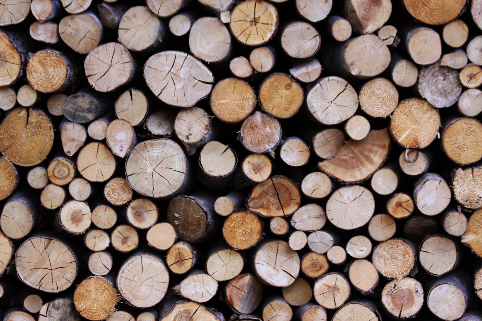 Canon EOS 50D sample photo. Tree trunks, series, wood photography