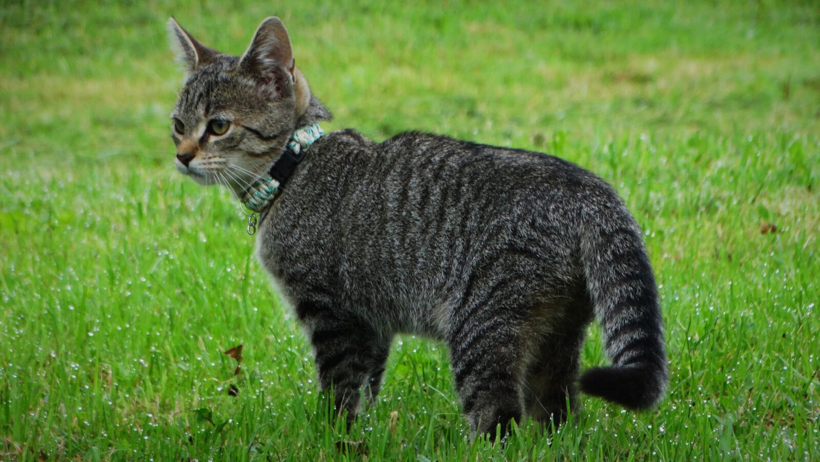 Sony Cyber-shot DSC-HX300 sample photo. Cat, kitten, feline photography