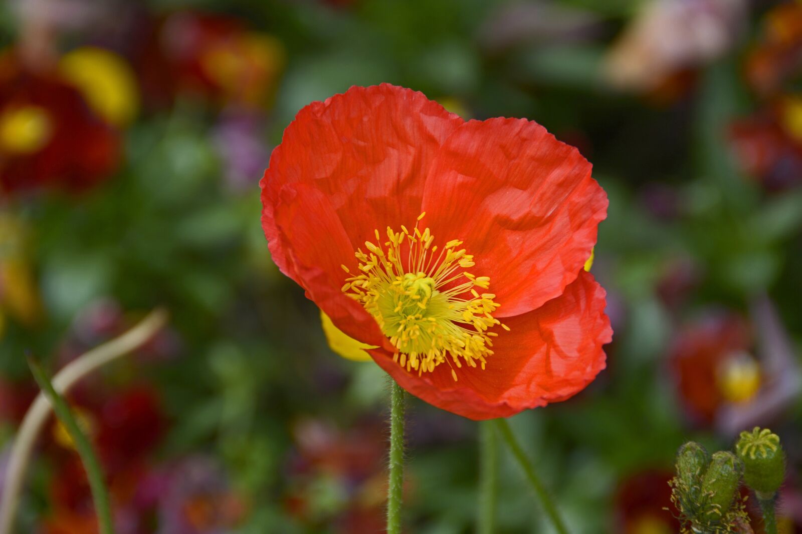 Nikon D7100 sample photo. Klatschmohn, flowers, poppy photography
