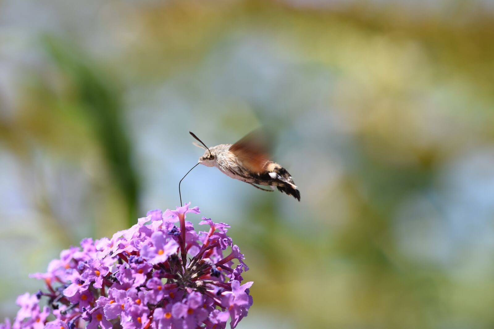 Nikon D5500 sample photo. Hummingbird hawk moth, insect photography